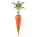 Carota