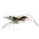 Crystal Shrimp