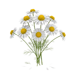 أزهار البابونج