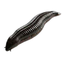 Swamp Leech
