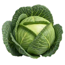 Cavolo