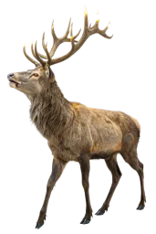 Покварени јелен