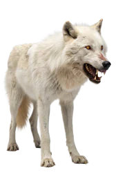 Покварени вук