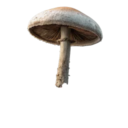 Pols d’espora verinosa