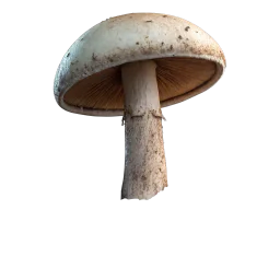 Healing Mushroom Brew