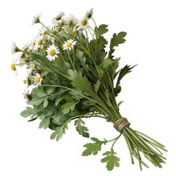 Chamomile Tincture