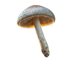 Glowing Spore Extract Powder