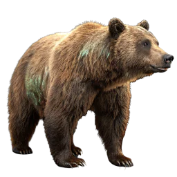 Cuoio d'orso conciato