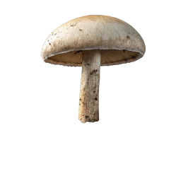 Healing Mushroom Brew Powder